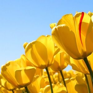 Meet your Posher, Chrys